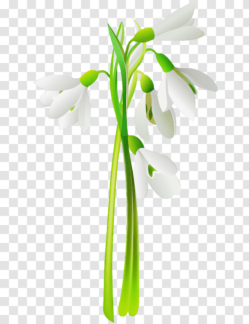 Snowdrop Flower Galanthus Plant Plant Stem Transparent PNG