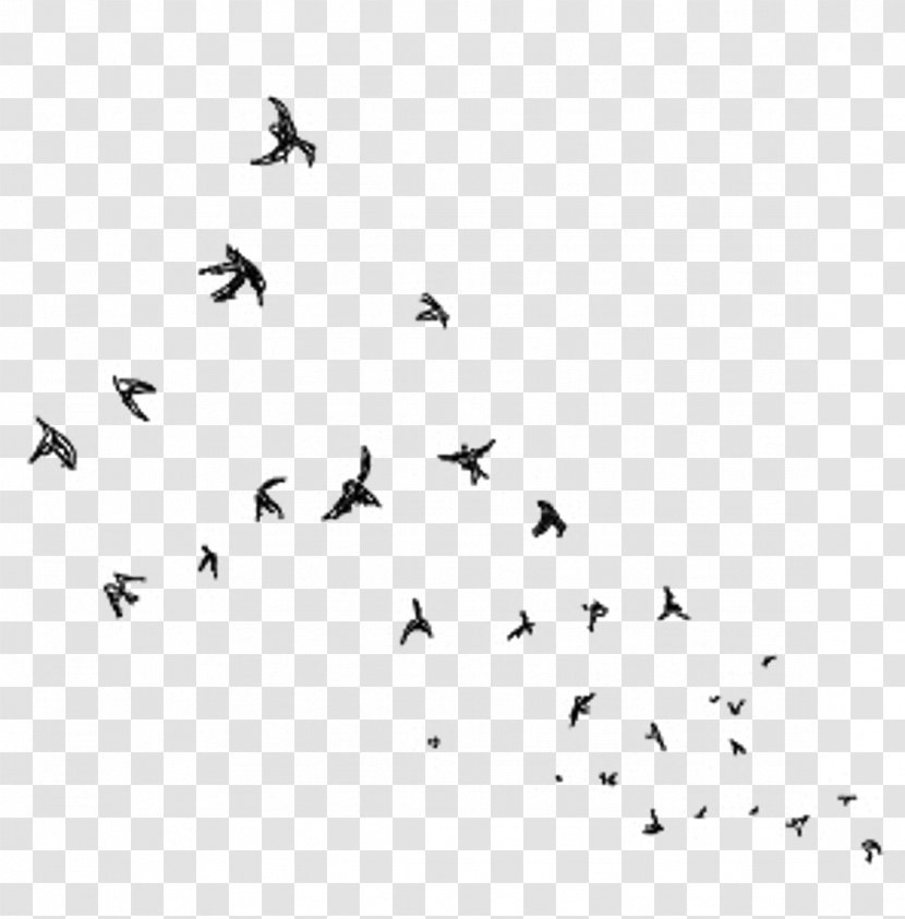 Bird Migration Wings - Heart - Ballet Transparent PNG