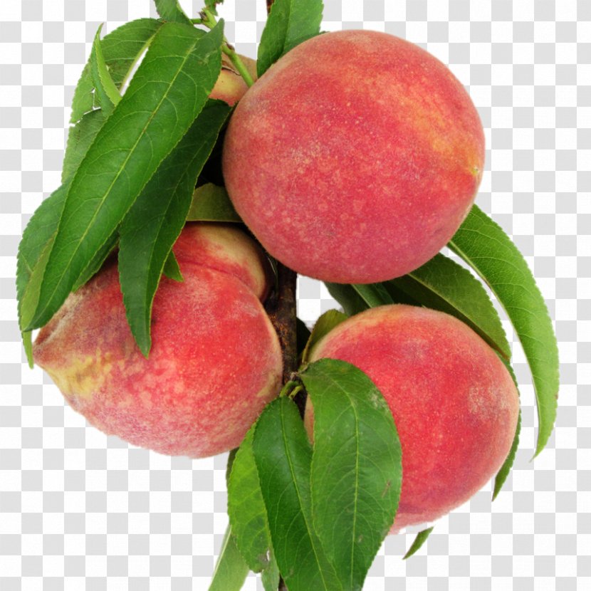 Nectarine Leaf Peach Food - Apple - Peaches Transparent PNG