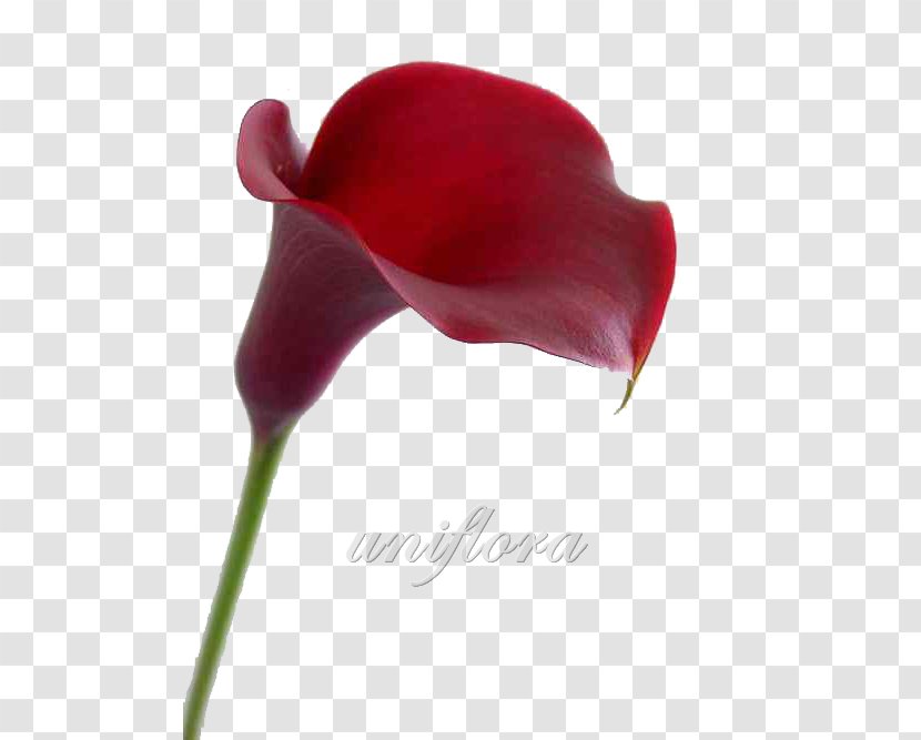 Arum-lily Bog Arum Red Flower Pink Calla Lily - Yellow Transparent PNG