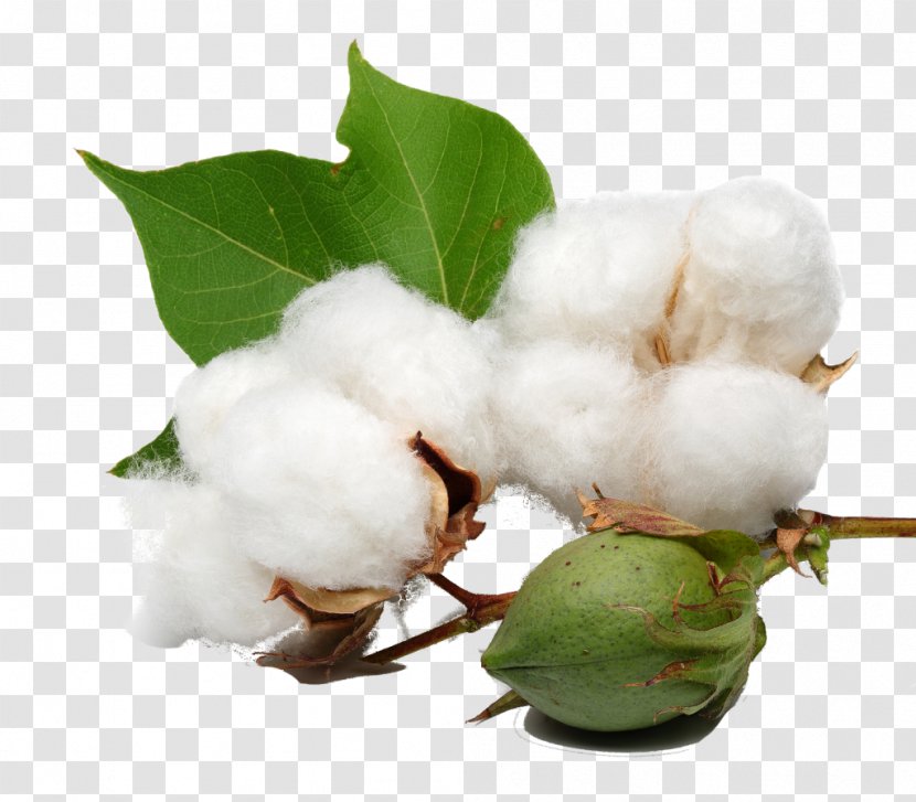 Organic Cotton Cottonseed Oil - Castor - Plant Transparent PNG