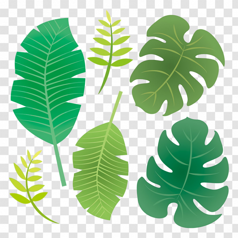 Leaf Plant Stem M-tree Tree Plants Transparent PNG