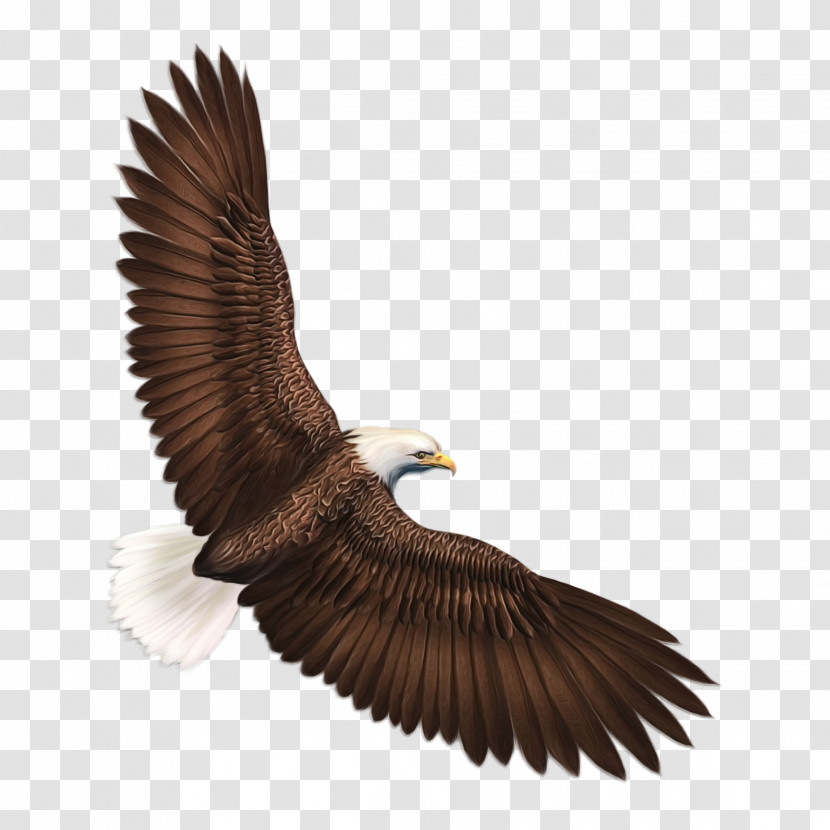 Eagle Bird Golden Eagle Bird Of Prey Accipitridae Transparent PNG