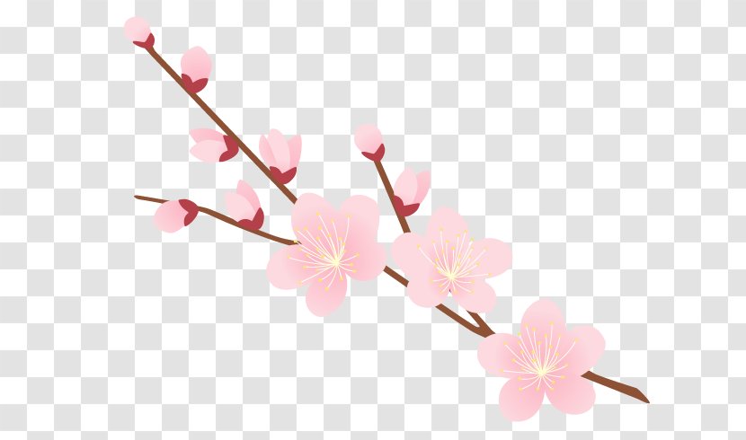Cherry Blossom Background - Branch - Twig Spring Transparent PNG