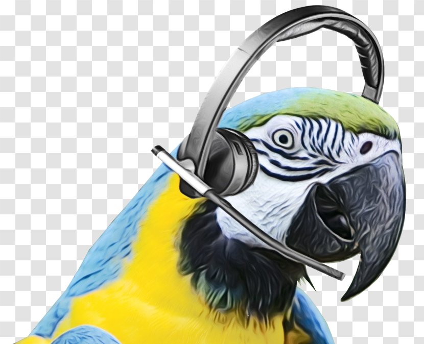 Bird Parrot - Budgie Parakeet Transparent PNG