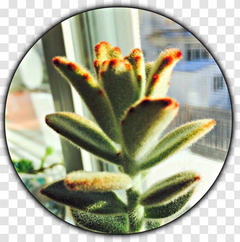 Lighting Cactaceae Succulent Plant Houseplant - Sunlight Transparent PNG