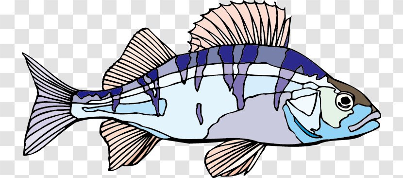 Cartoon Clip Art - Perch - Living World,fish Transparent PNG