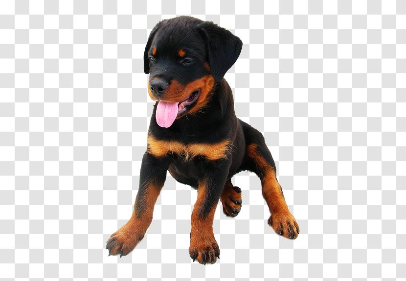 Rottweiler Puppy German Shepherd Bulldog Dobermann - Boxer Transparent PNG