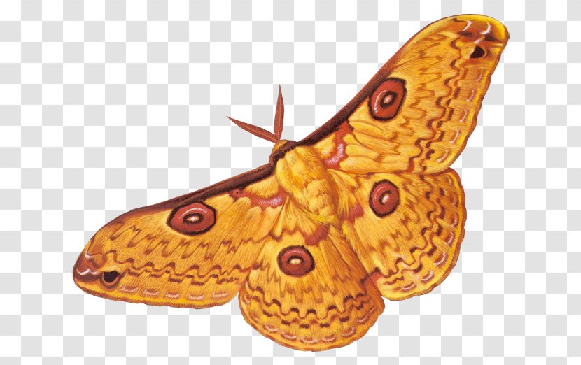 Moth Soul Immortality Symbol Author - Moths And Butterflies - Kelebek Transparent PNG