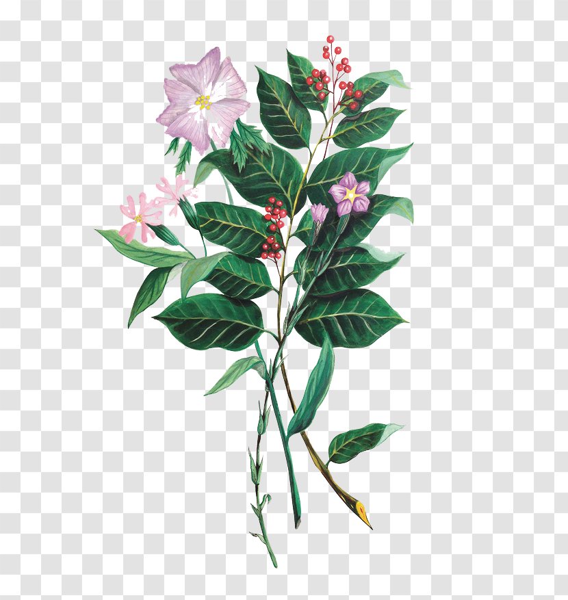 Plant Adobe Illustrator - Herbaceous - Pink Flowers Transparent PNG
