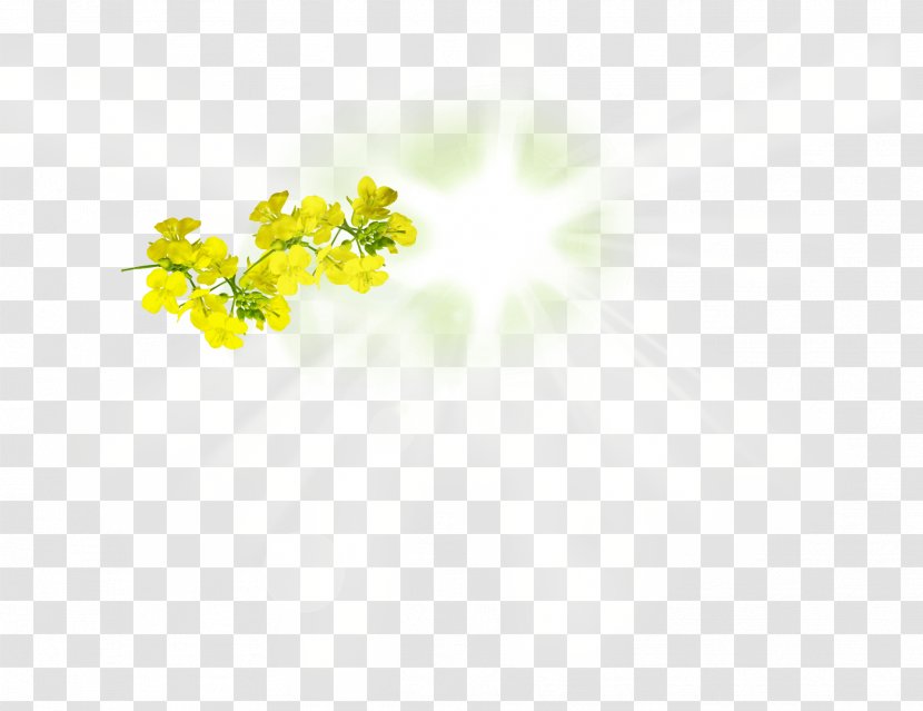 Flower Desktop Wallpaper Petal Computer Branching - Ad Banner Transparent PNG
