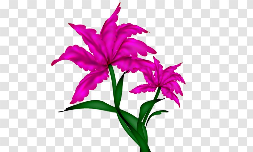 Cut Flowers Wall Iris - Flower Transparent PNG