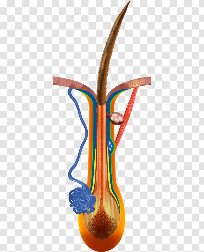 Anatomy Arrector Pili Muscle Sebaceous Gland Duct Hair Transparent PNG