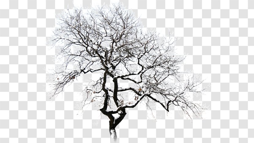 Winter Twig Tree Snow Transparent PNG