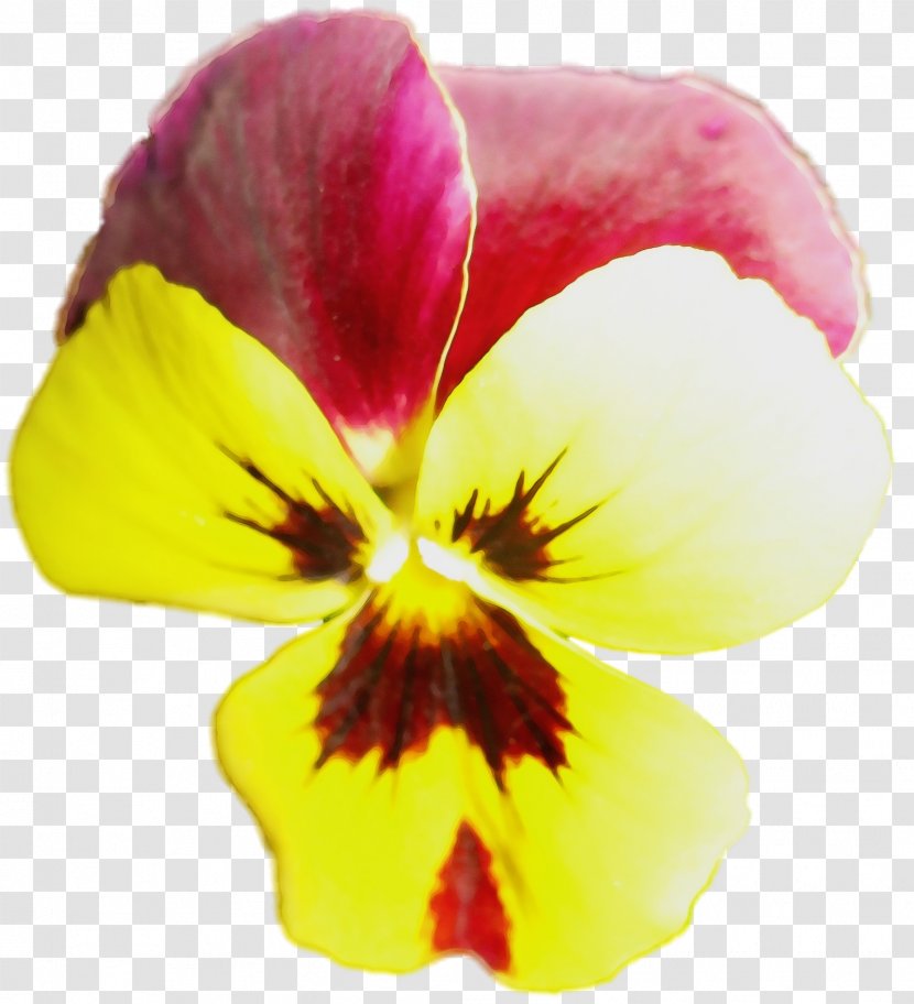 Flowering Plant Petal Flower Yellow Wild Pansy - Violet Family - Viola Wildflower Transparent PNG