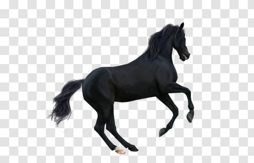 Stallion Mustang Foal Pony Rein Transparent PNG