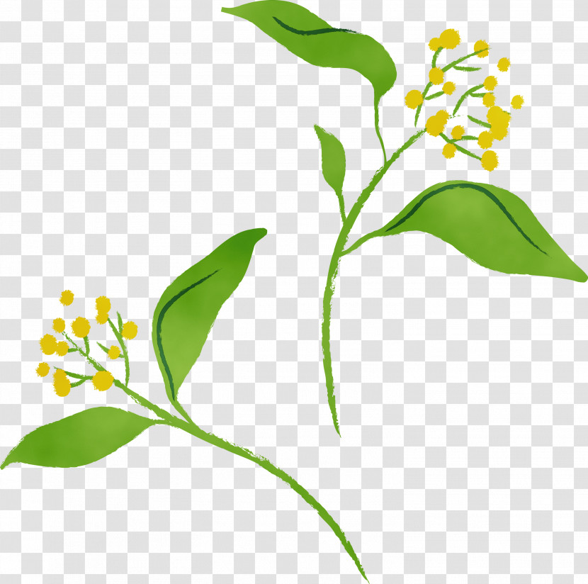Flower Plant Plant Stem Pedicel Transparent PNG