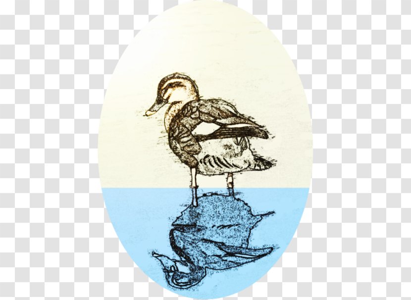 Duck Beak Fauna Water Bird Transparent PNG