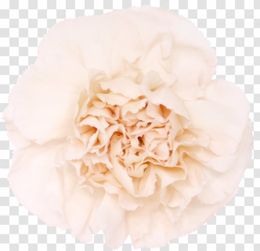 Carnation Cut Flowers Garden Roses Pink - Blue - CARNATION Transparent PNG