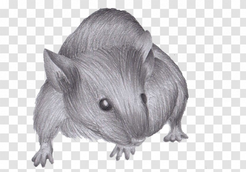 Drawing How To Draw A Mouse Rat - Fauna - & Transparent PNG