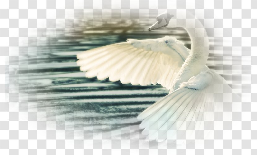 Mute Swan Bird Wing Display Resolution White - 4k Transparent PNG