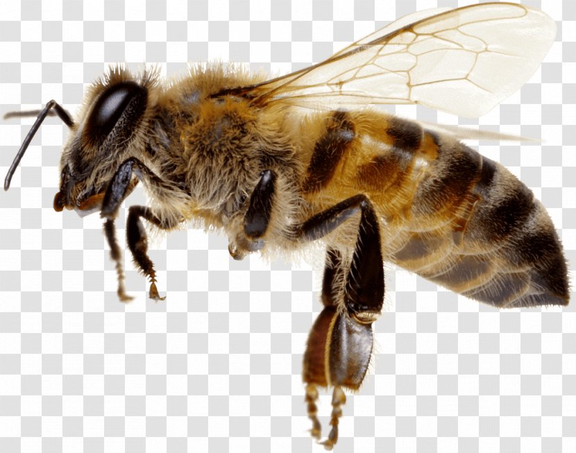 Honey Bee Hornet L'apiculture Beekeeping - Flight Transparent PNG