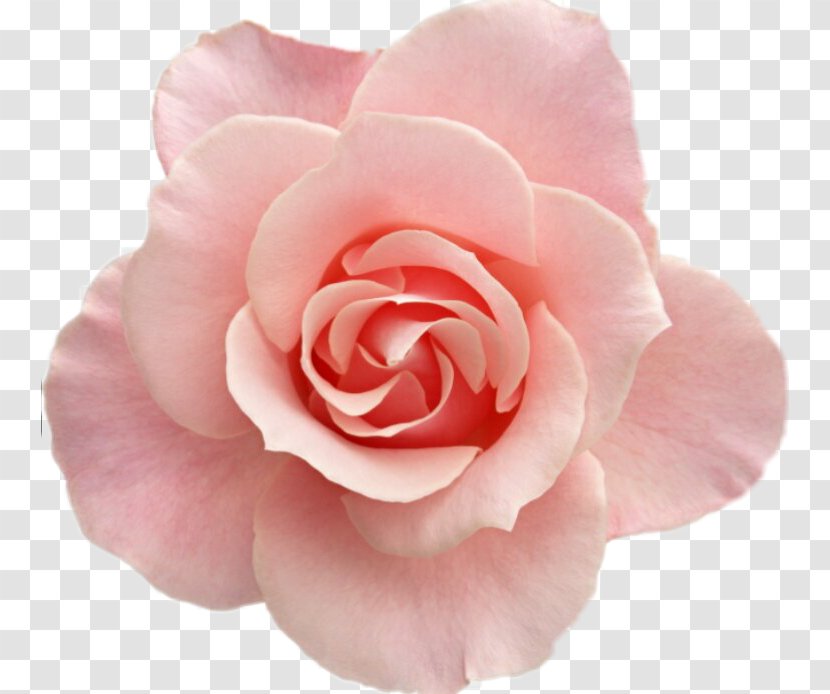 Clip Art Desktop Wallpaper Pink Flowers Image - Theaceae - Flower Transparent PNG