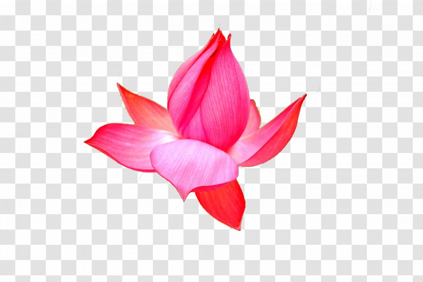 Red Nelumbo Nucifera - Flower - Lotus Transparent PNG