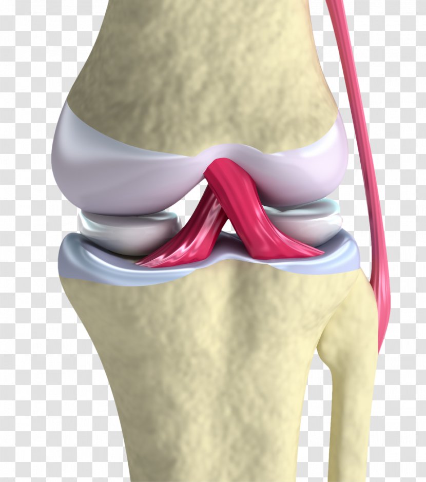Anterior Cruciate Ligament Knee Joint - Watercolor - Cartilage Transparent PNG