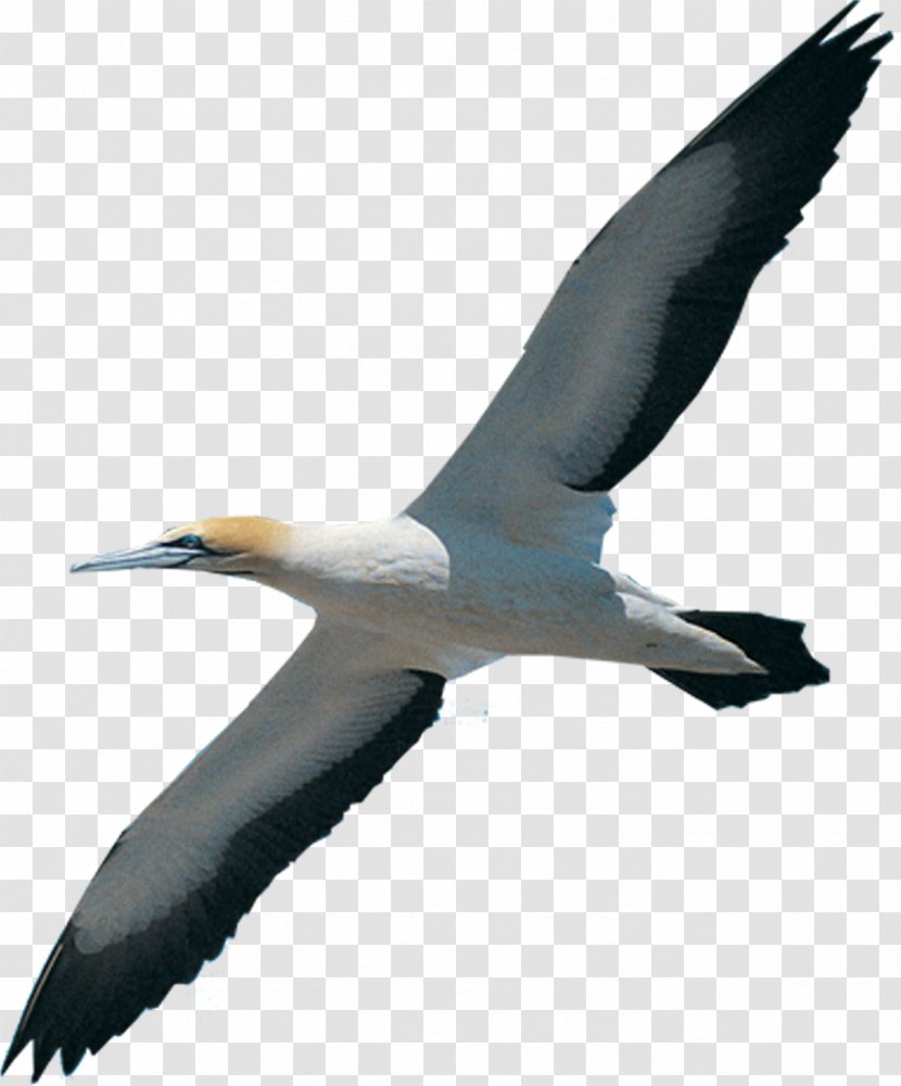 Bird Migration Beak Northern Gannet White Stork - Albatross Transparent PNG
