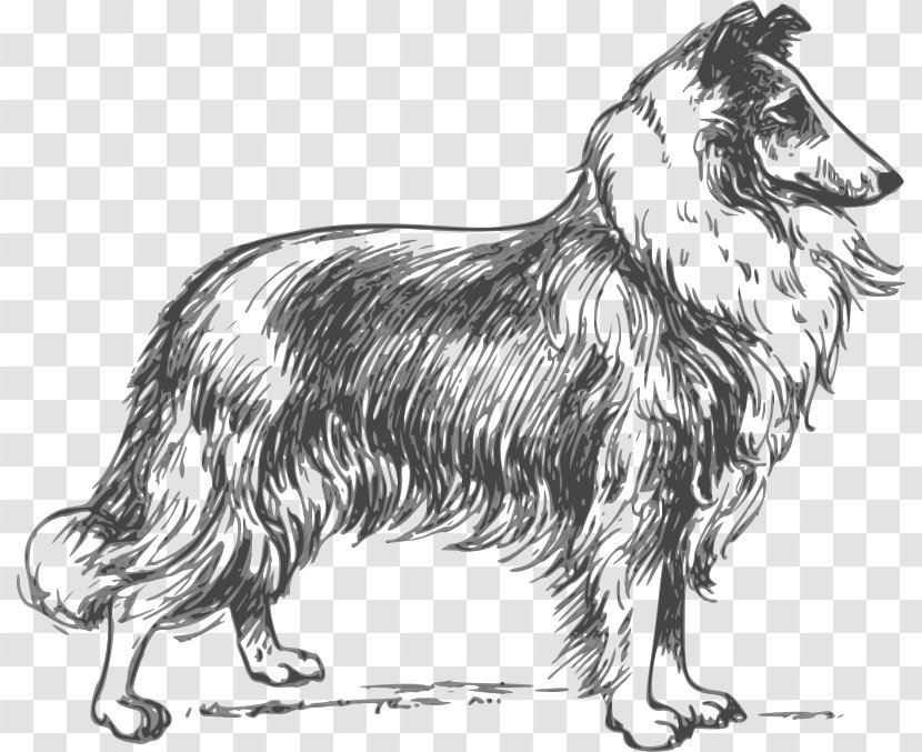 Rough Collie Puppy Border Lassie - Dog Breed Group Transparent PNG