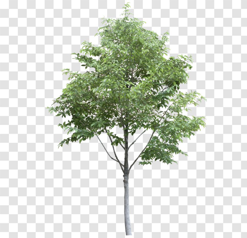 Stock Photography Populus Alba Tree Desktop Wallpaper Branch Transparent PNG