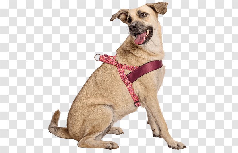 Dog Breed Harness Companion Clothes - Fashion Transparent PNG