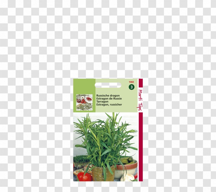 Tarragon Herb Marjoram Seed Kitchen Garden - Mint Transparent PNG