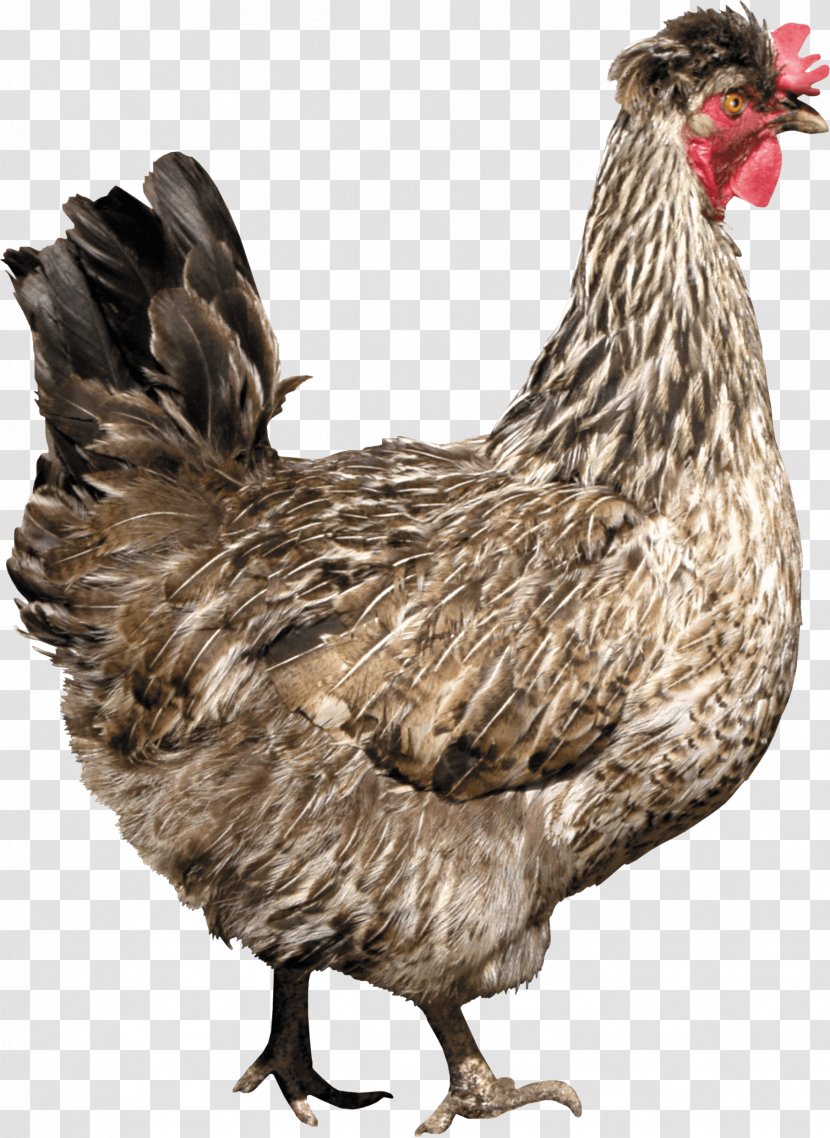 Solid White Poultry - Livestock - Chicken Image Transparent PNG