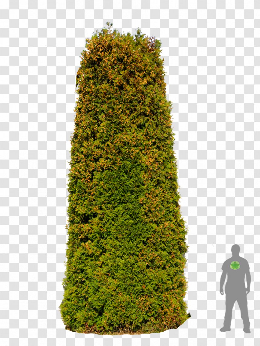 Spruce English Yew Fir Evergreen Cypress - Conifer - Christmas Tree Transparent PNG