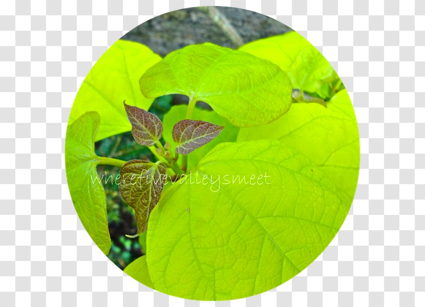 Leaf - Green - Plant Transparent PNG