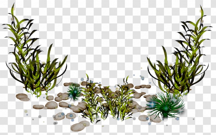 Sea Algae Clip Art - Flowerpot - Coral Transparent PNG