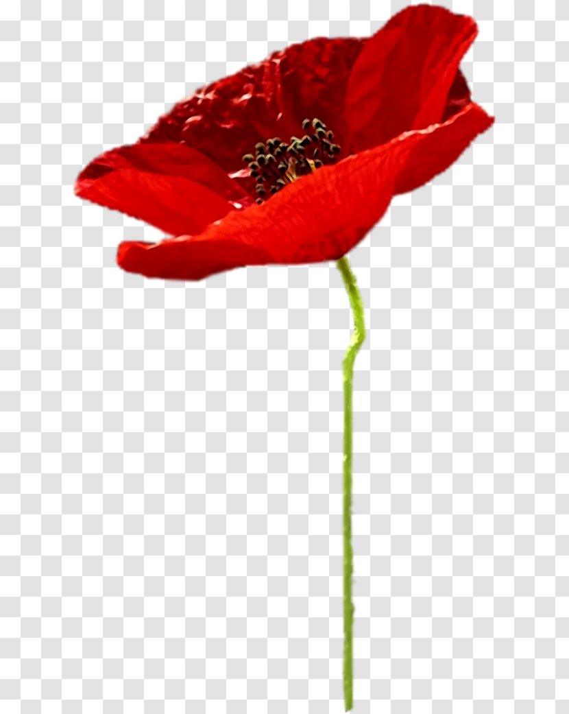 Poppy Flower Clip Art - Plant - Stem Transparent PNG