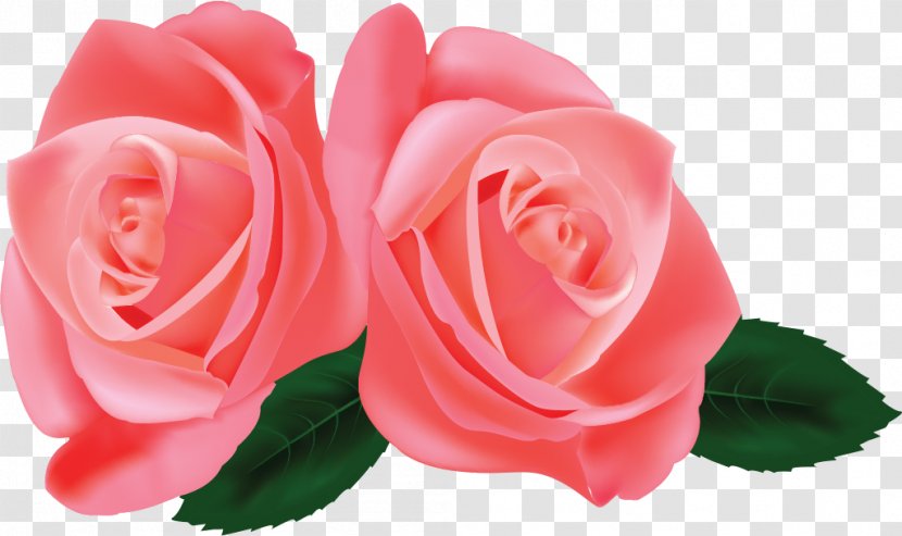 Garden Roses Cabbage Rose Floribunda Pink China - Silhouette - Flower Transparent PNG
