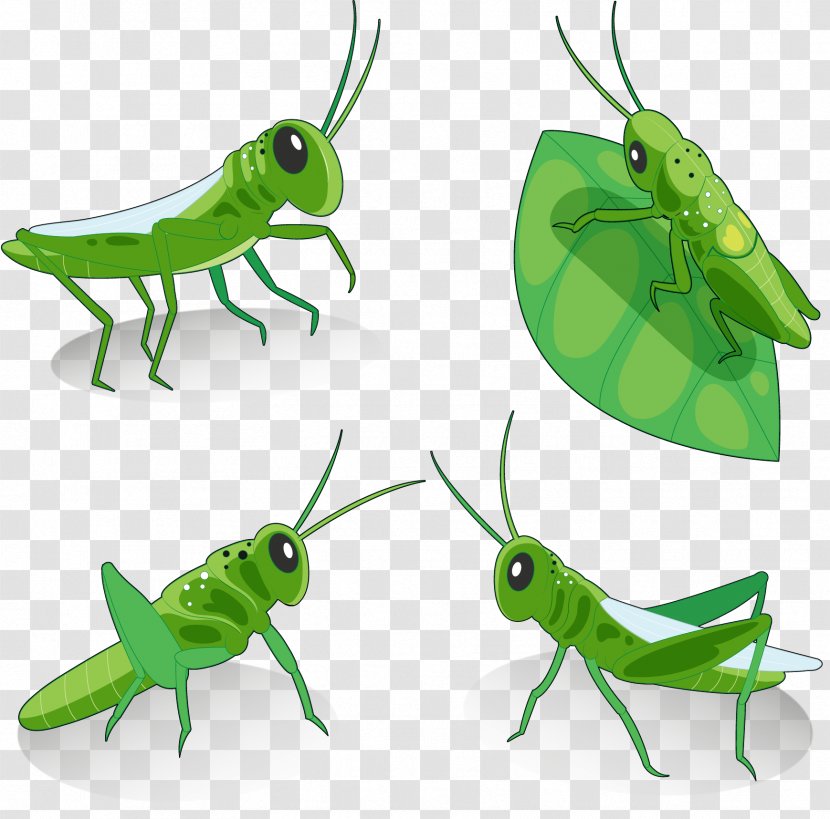Grasshopper Locust Euclidean Vector Insect - Flat Design - Green Transparent PNG