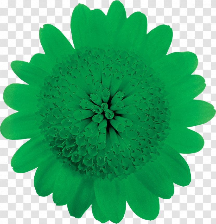 Transvaal Daisy Flower Chrysanthemum Family Petal - Green Transparent PNG