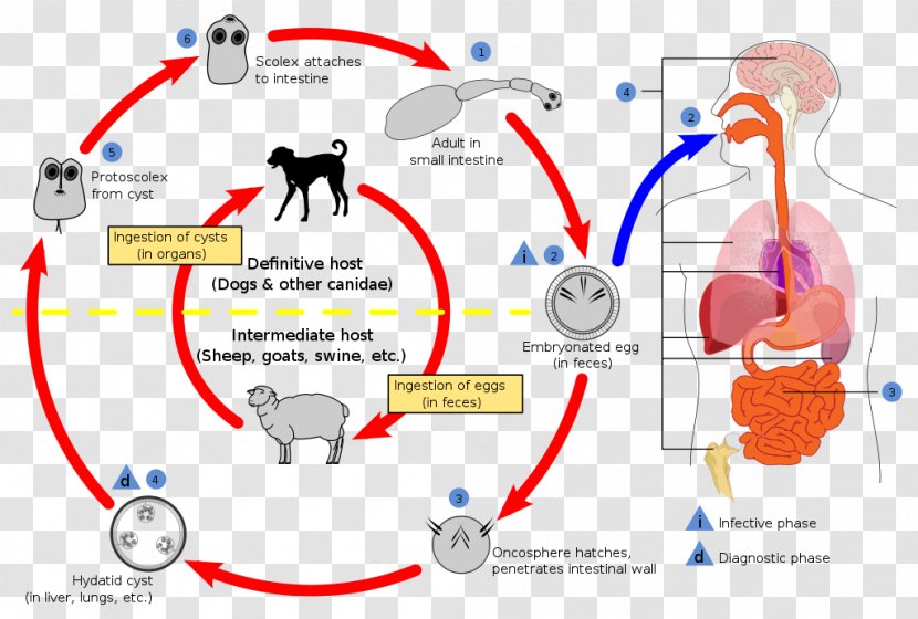 Echinococcosis Dog Echinococcus Granulosus Multilocularis Alveolar Hydatid Disease - Flower - Cycle Transparent PNG