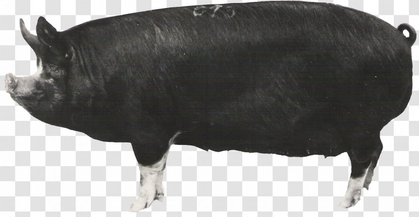 Berkshire Pig Large Black Jeju Danish Landrace Hampshire - Bull Transparent PNG