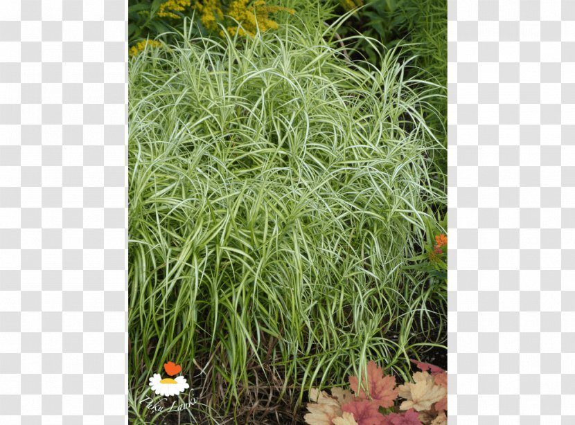 Grasses Herb Shrub - Grass Family Transparent PNG