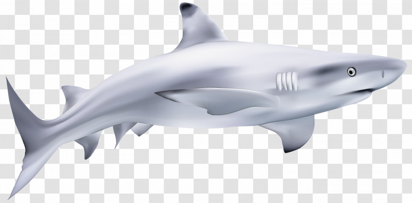 Tiger Shark Mackerel Sharks Great White Shark Squaliform Sharks Cartilaginous Fishes Transparent PNG