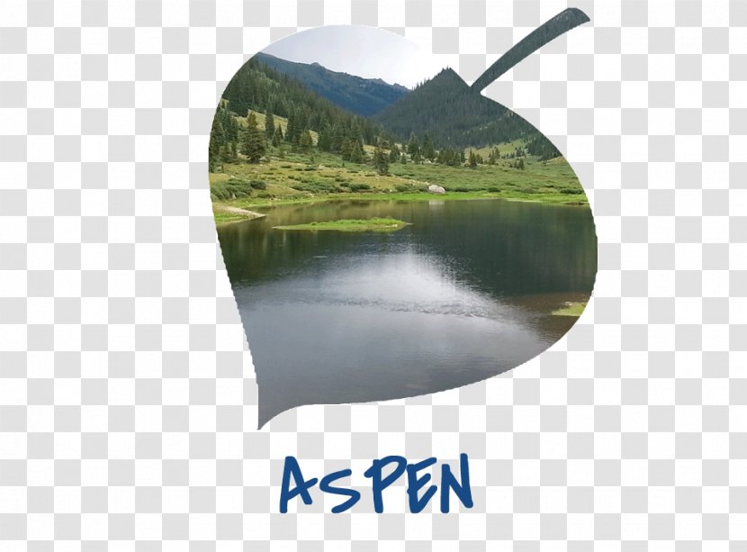 Aspen Snowmass Boulder Fort Collins Colorado Springs - Grass - Leaf Shape Transparent PNG