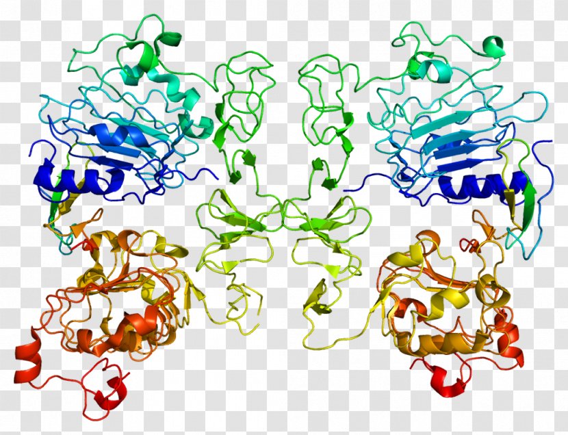 TGF Alpha Transforming Growth Factor Epidermal Human Protein - Silhouette - Heart Transparent PNG