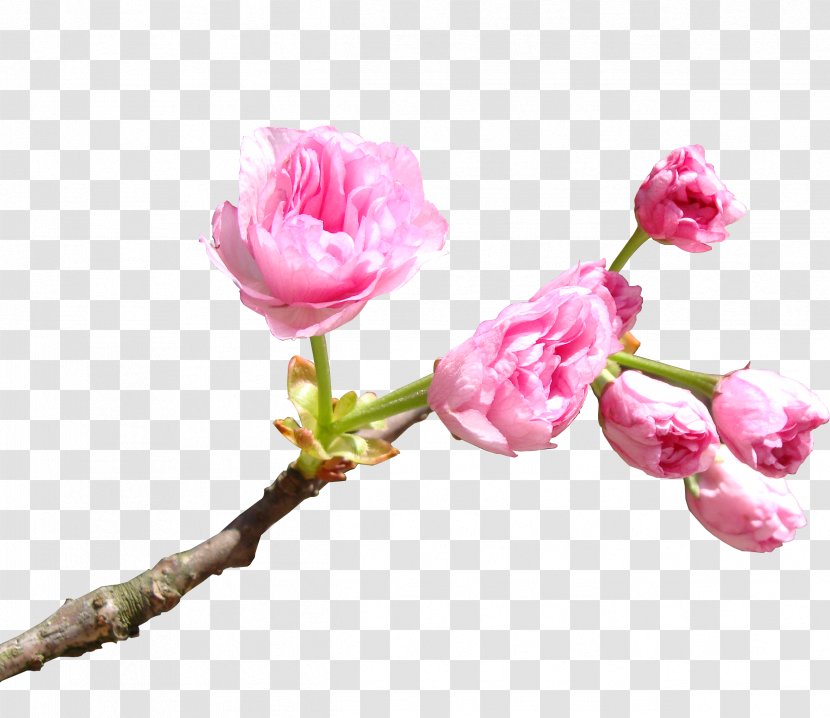 National Cherry Blossom Festival Cerasus - Rose - Pink Blossoms Transparent PNG