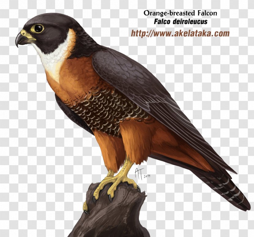 Falcon Polihierax Bird - Hawk - Photos Transparent PNG